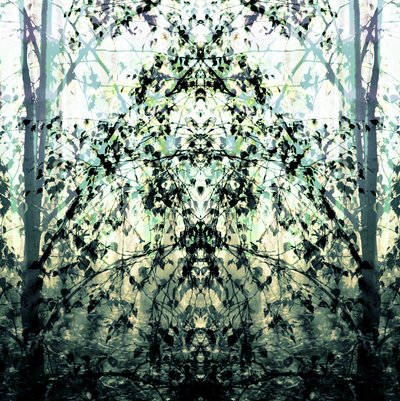 Le rêve de la forêt en miroir - Christina Sillen