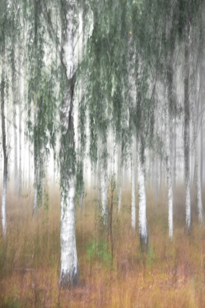 Forêt de bouleaux brumeuse - Christina Sillen