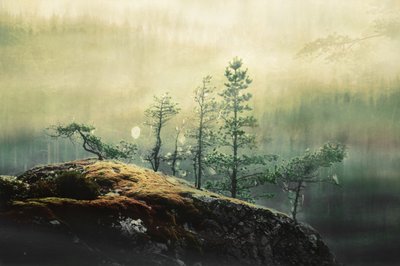 Les pins de la forêt brumeuse - Christina Sillen