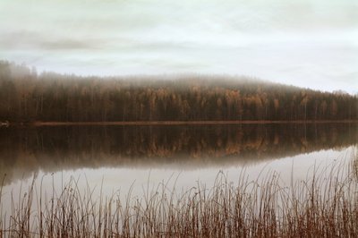 Reflets dans la forêt brumeuse - Christina Sillen