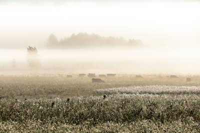 Vaches par un matin brumeux - Christina Sillen