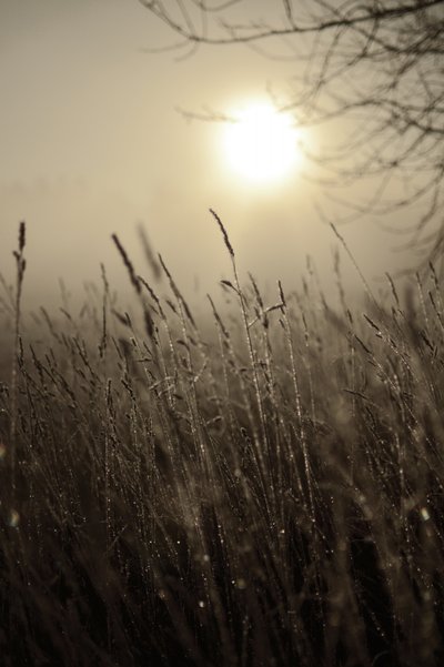 Soleil matinal brumeux - Christina Sillen