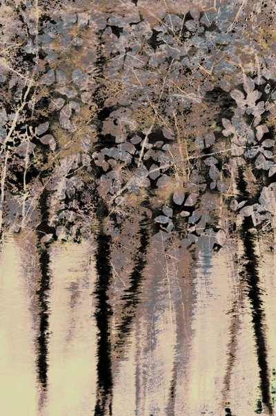 Réflexions sur la forêt de Moody - Christina Sillen