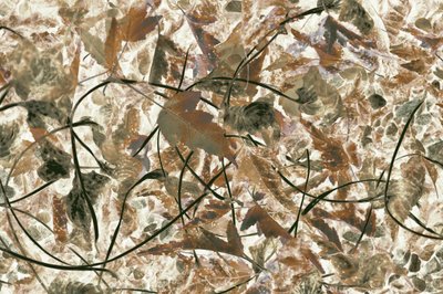 Feuillage forestier aux teintes douces - Christina Sillen