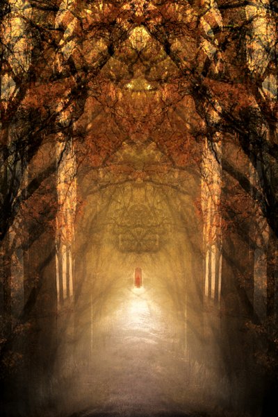 Le tunnel de la forêt mystique - Christina Sillen