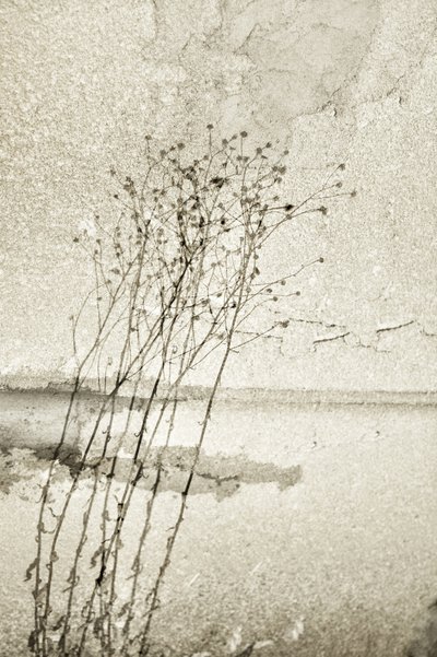 Étude botanique rustique - Christina Sillen