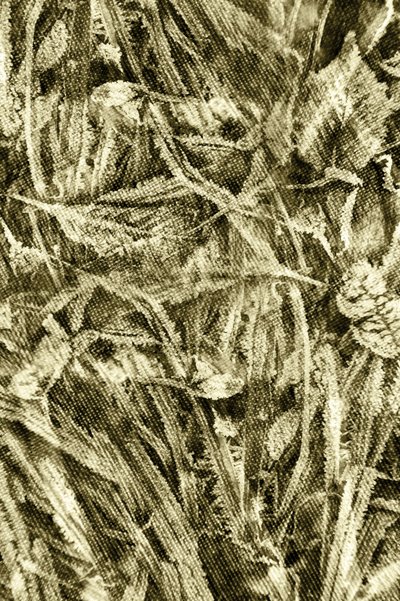 Texture feuille rustique - Christina Sillen