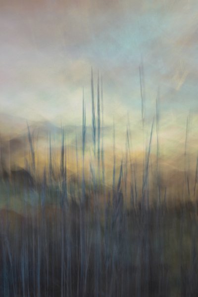 Les roseaux de Serene Marsh - Christina Sillen