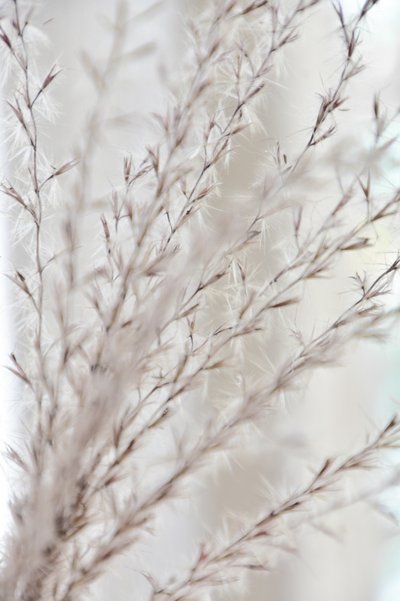 Douce sérénité botanique - Christina Sillen