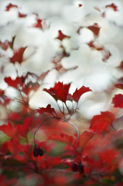 Feuillage rouge tendre - Christina Sillen