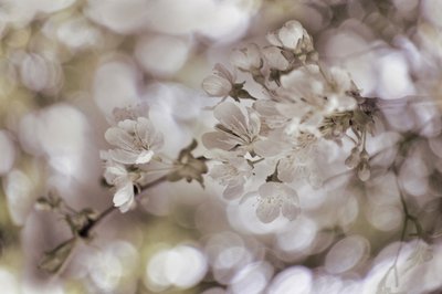 Fleurs printanières délicates - Christina Sillen