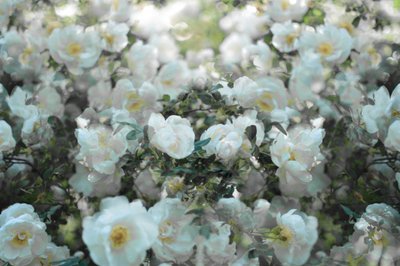 Roses blanches délicates - Christina Sillen