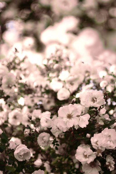 Roses blanches délicates - Christina Sillen
