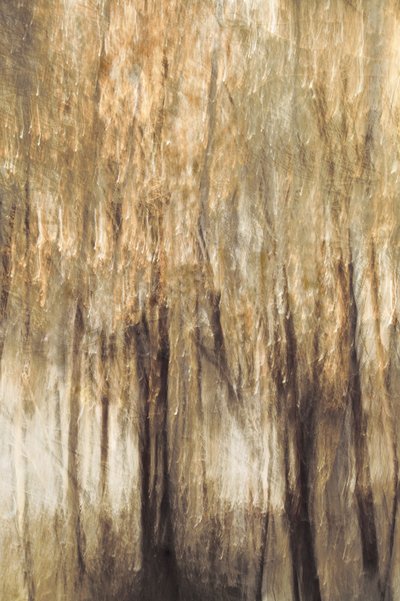 Mouvement de la forêt paisible - Christina Sillen