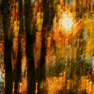 Les arbres aux couleurs chatoyantes de l