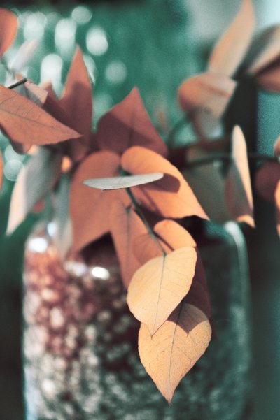 Feuilles d