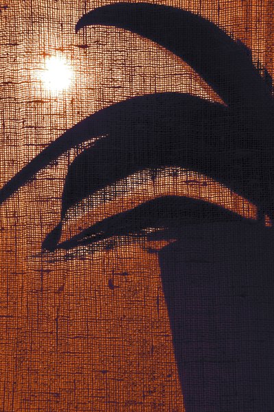 Silhouette végétale chaleureuse - Christina Sillen
