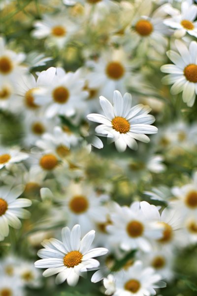 Champ de marguerites blanches - Christina Sillen