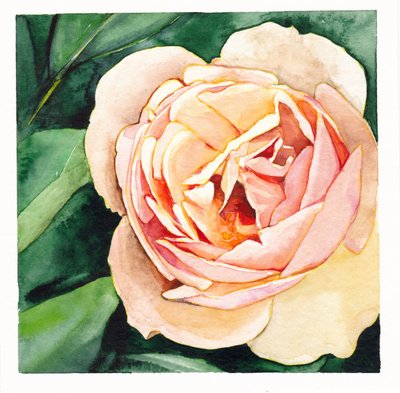 Rose pêche tendre - Christine Lindstrom