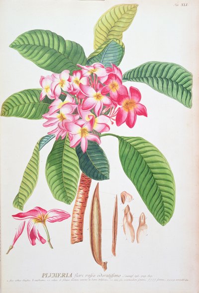 Plumeria : de Plantae Selectae, par Christoph Jacob Trew et Georg Dionysius Ehret (1710-70) ; Frangipanier - Christoph Jacob & Ehert Georg Dionysius (1708/9 70) Trew