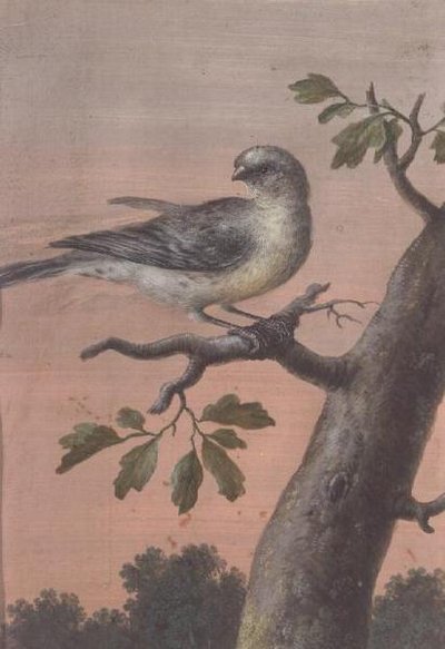 Un Oiseau sur une Branche - Christoph Ludwig Agricola