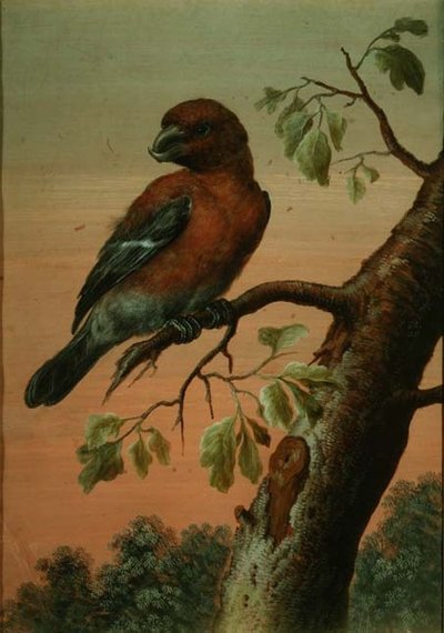 Un Perroquet sur une Branche - Christoph Ludwig Agricola