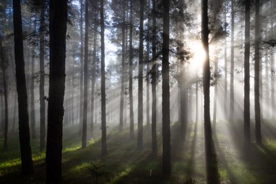 Rayons de soleil dans la forêt brumeuse - Christoph Schaarschmidt