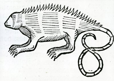 Iguane de 