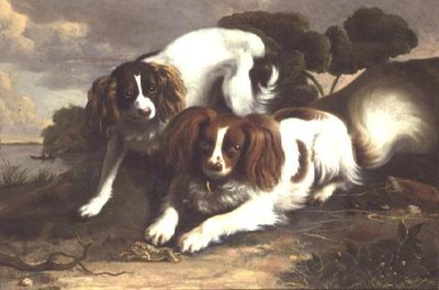 Deux épagneuls King Charles jouant avec une grenouille - Christopher Pierson