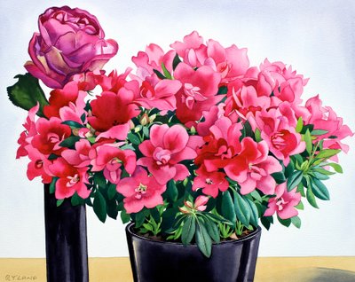 Azalée rose - Christopher Ryland