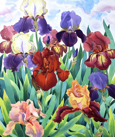 Iris de Glemsford - Christopher Ryland