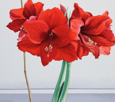 Amaryllis rouge - Christopher Ryland