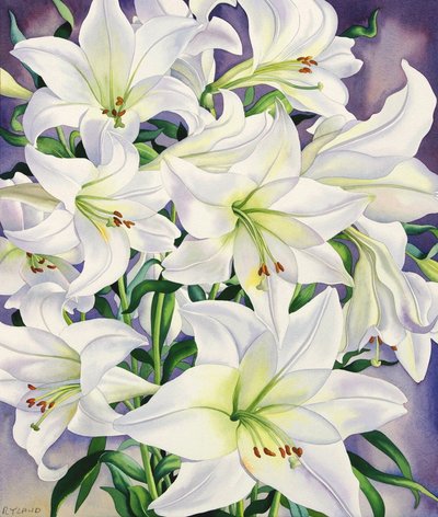 Lys blancs, 2008 - Christopher Ryland