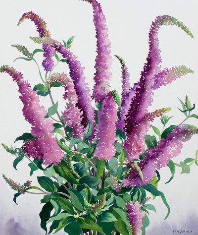 Buddleia sauvage - Christopher Ryland