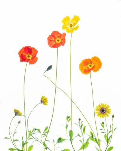 Coquelicots et marguerites joyeux - Chuanxu Ren