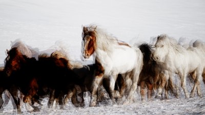 Chevaux sauvages en mouvement hivernal - Chuanxu Ren