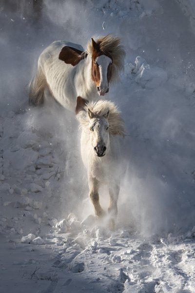 Chevaux sauvages en hiver - Chuanxu Ren