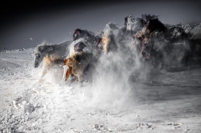 La ruée des chevaux en hiver - Chuanxu Ren