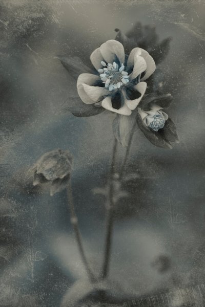  - Cicek Kiral