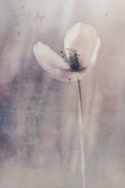  - Cicek Kiral