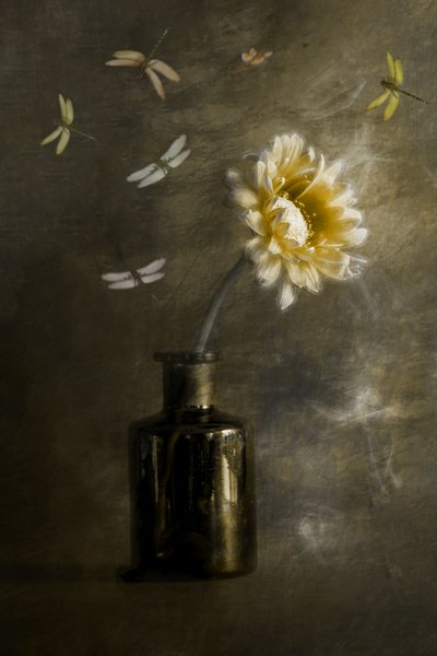  - Cicek Kiral