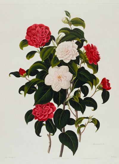 Camélia blush de Buff ou Hume : Camélia à feuilles de myrte, gravé par Weddell, 1819 - Clara Maria Pope