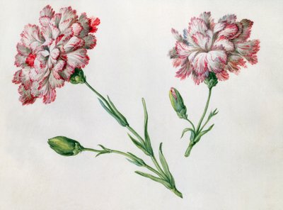 Œillets - Claude Aubriet