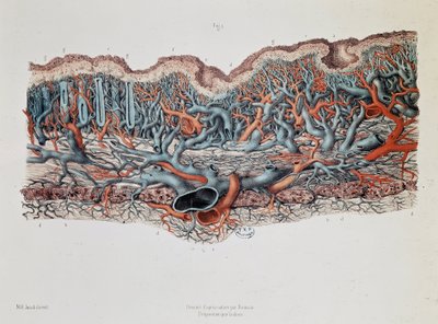 Anatomie macroscopique des muqueuses de l
