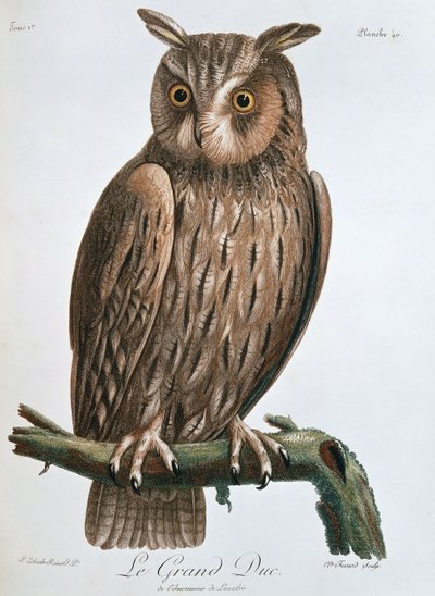 Le Grand Duc, Hibou grand-duc, 1799-1808 - Claude Fessard