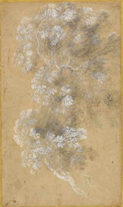 Croquis du feuillage et des branches - Claude Lorrain