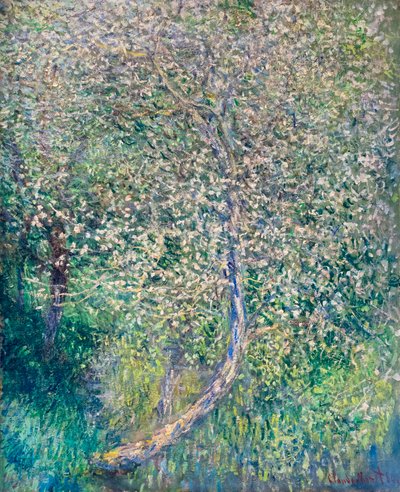 Pommiers en fleurs au bord de l
