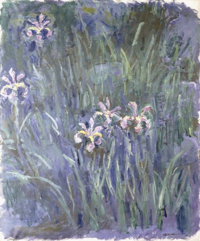 Iris - Claude Monet