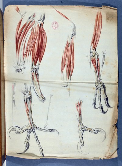 Anatomie d