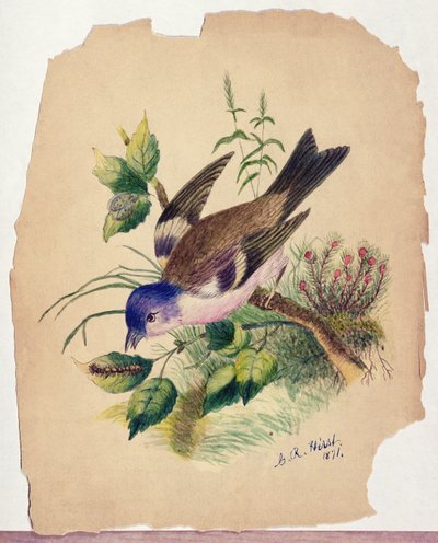 Oiseau bleu sur une branche - Claude Raguet Hirst